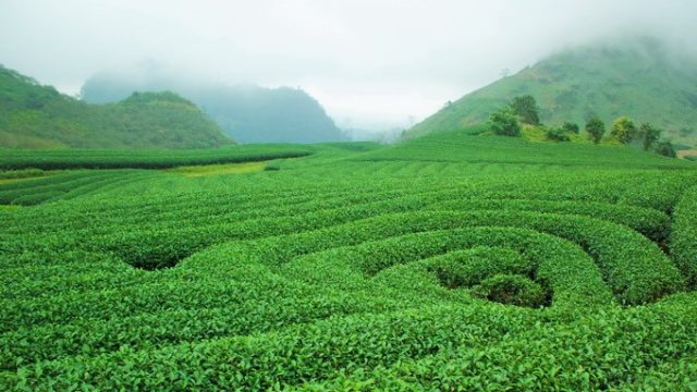 ĐỒI CHÈ TRÁI TIM