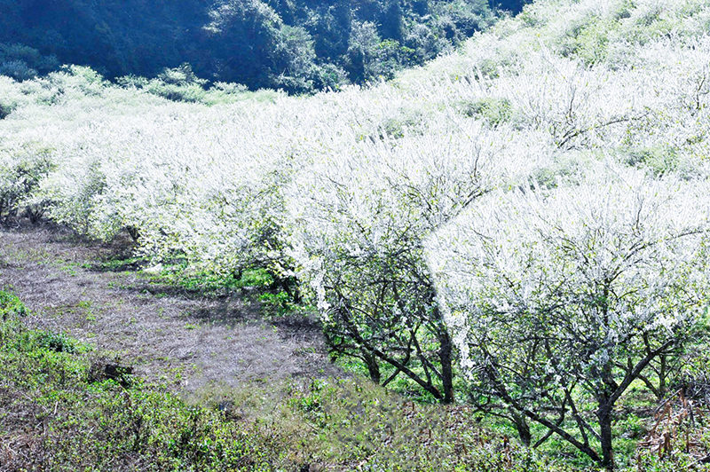 Thung-lung-man-Na-Ka