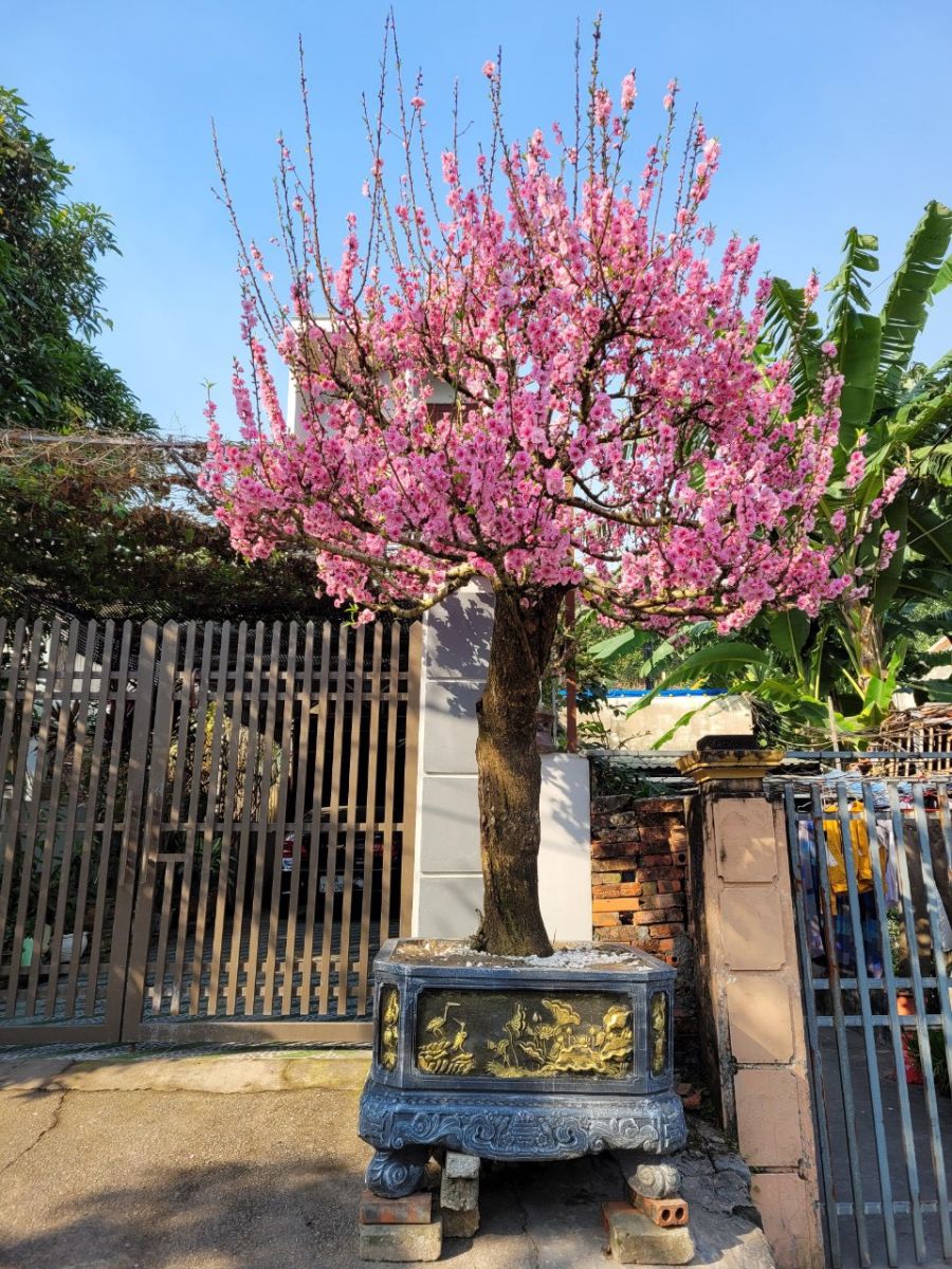 VƯỜN ĐÀO CỔ THỤ MỘC CHÂU