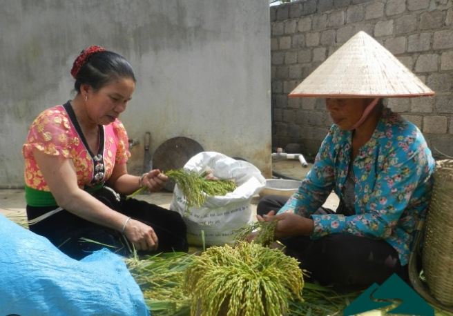 Gạo nếp cốm Mộc Châu