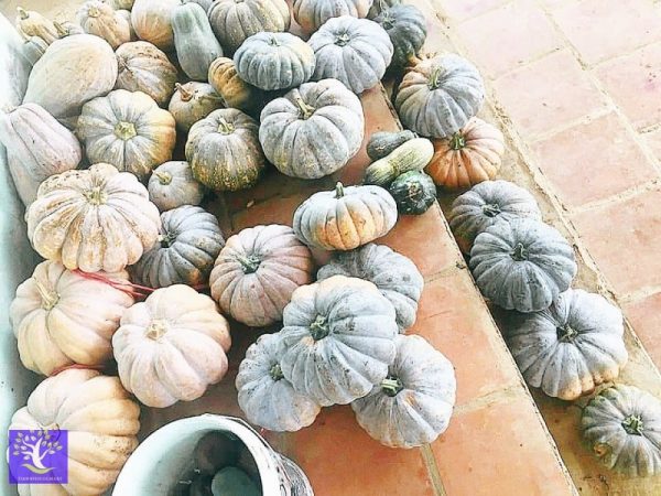 Bí đỏ Mộc Châu