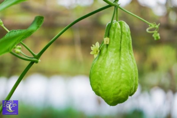 Su su bao tử Mộc châu